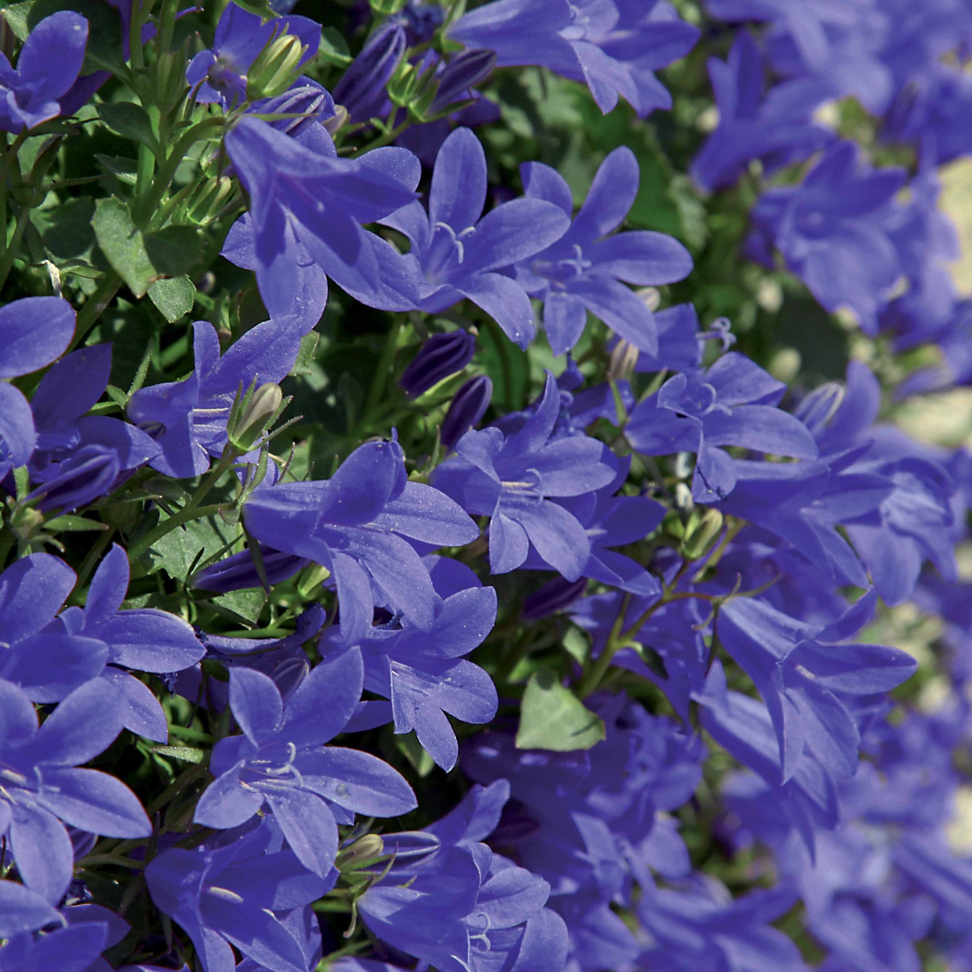 Campanula poscharskyana - Kruipklokje - Klokjesbloem