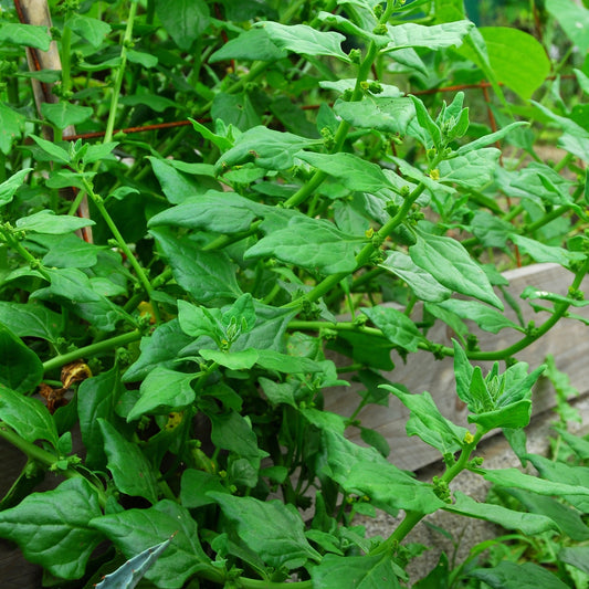 Nieuw-Zeelandse spinazie - Bakker