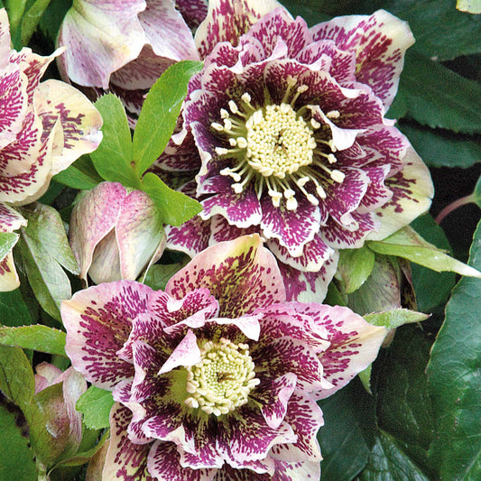 Nieskruid - dubbel wit gevlekt (x2) - Helleborus double white spotted - Terras- en balkonplanten