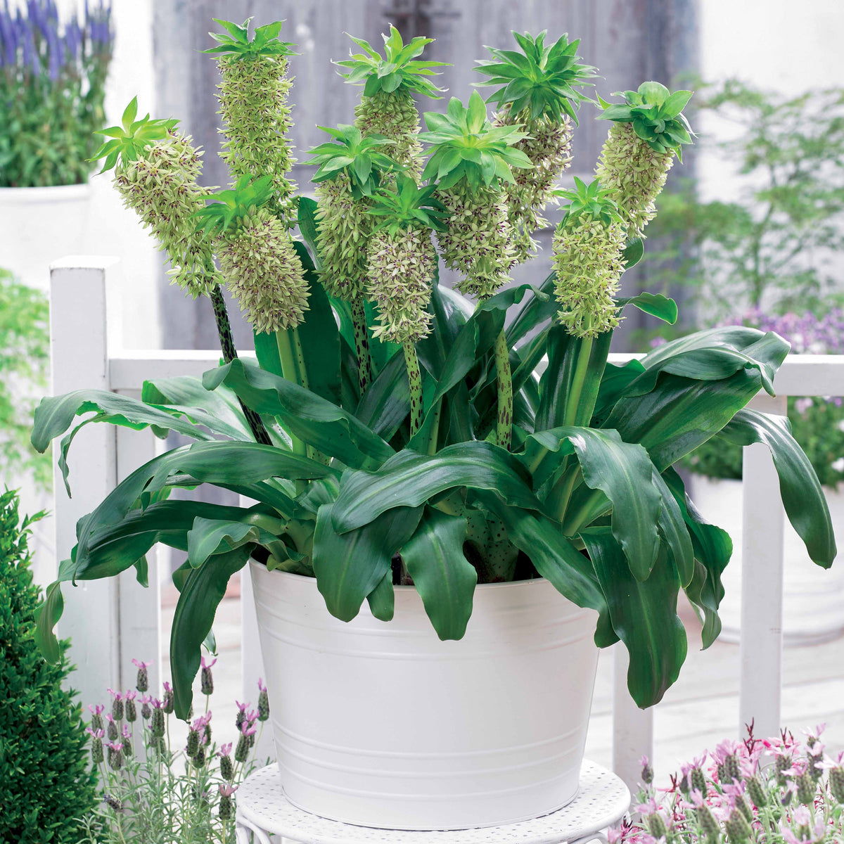 Ananasplant - bicolor (x3) - Eucomis bicolor - Bakker