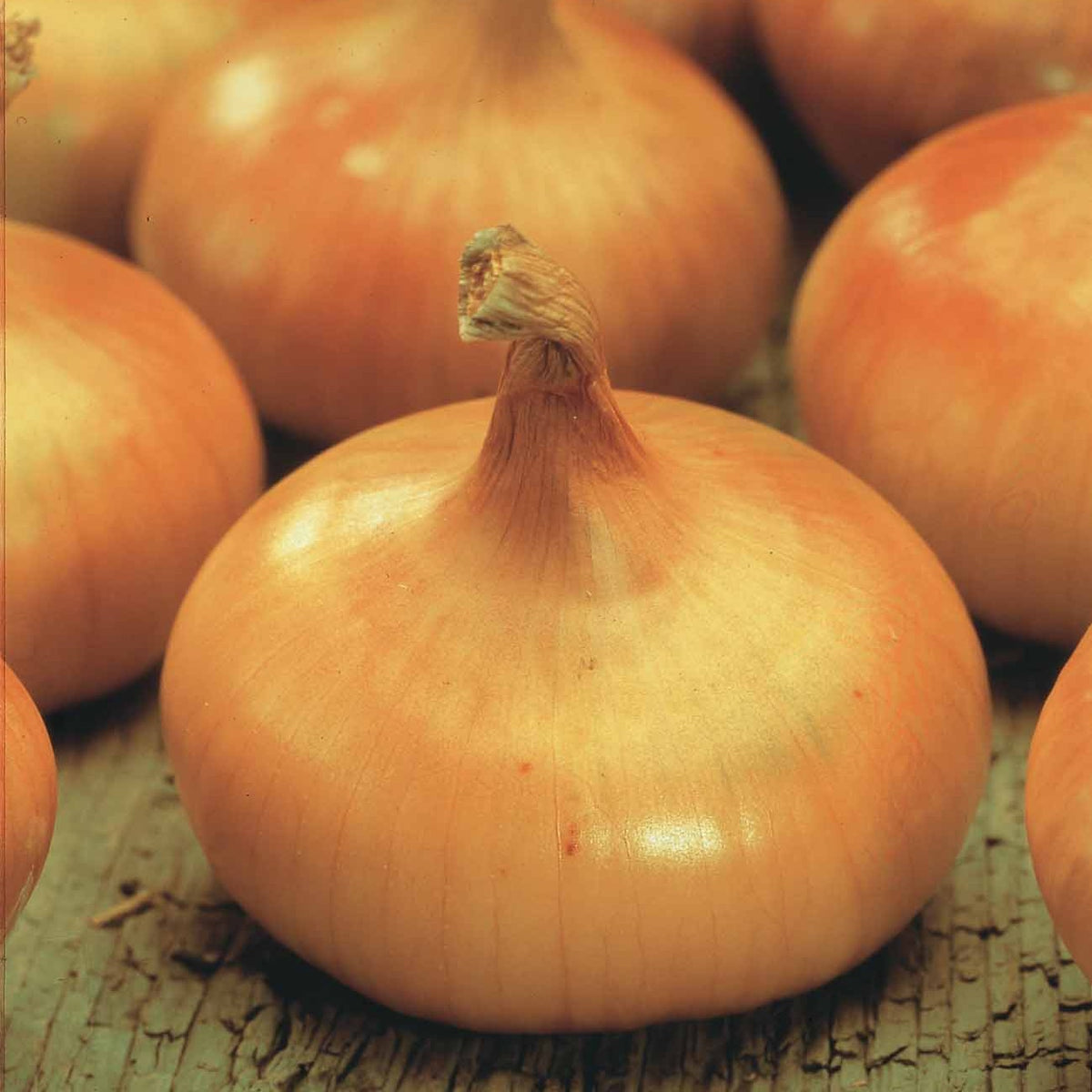 Uien Mix 'Hâtif Paris', 'Vertus', 'Brunswick', 'Zebrune' - Collection de 4 oignons (hâtif paris, vertus, brunswick, zebrune) - Bakker
