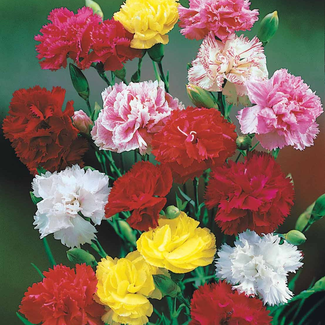 Anjer Mix 'Enfant de Nice' - Dianthus enfant de nice - Bakker