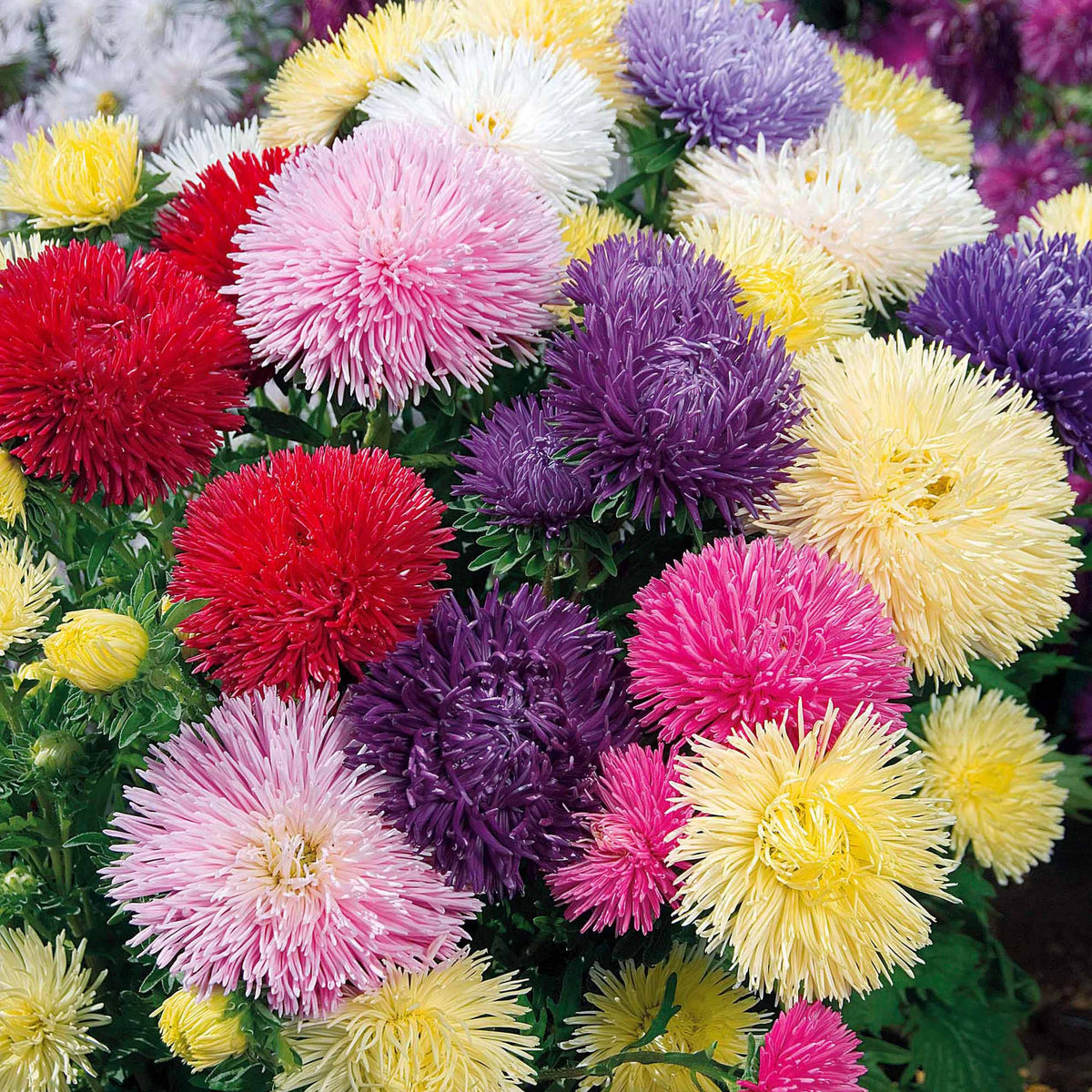 Zomeraster Mix 'Idyll' - Callistephus chinensis - Bakker