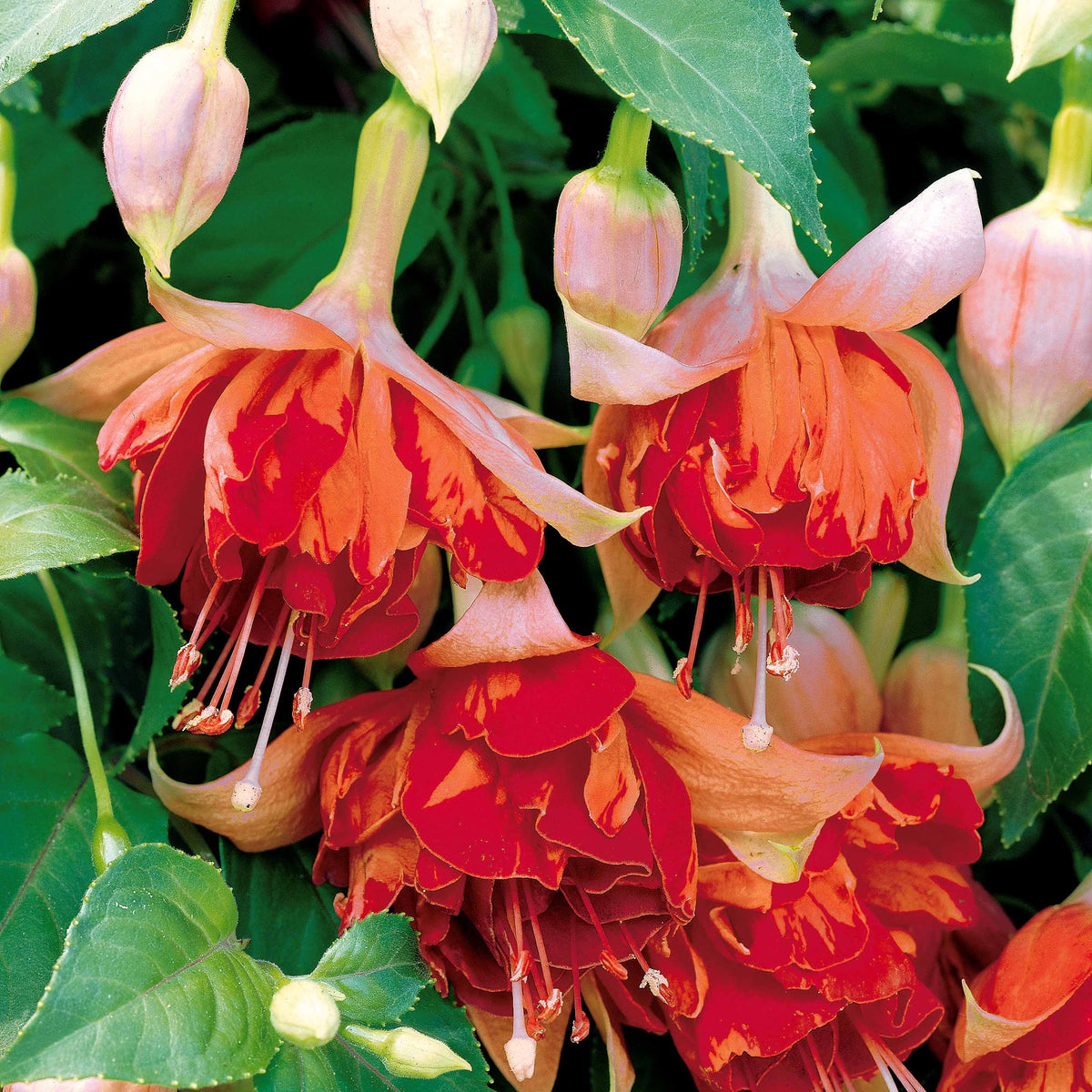 Fuchsia Bicentennial, Dark Eyes, Bella Rosella - Bellenplant Mix 'Bicentennial' + 'Dark Eyes' + 'Bella Rosel' (x6) - Plantenpakketten balkon en terras