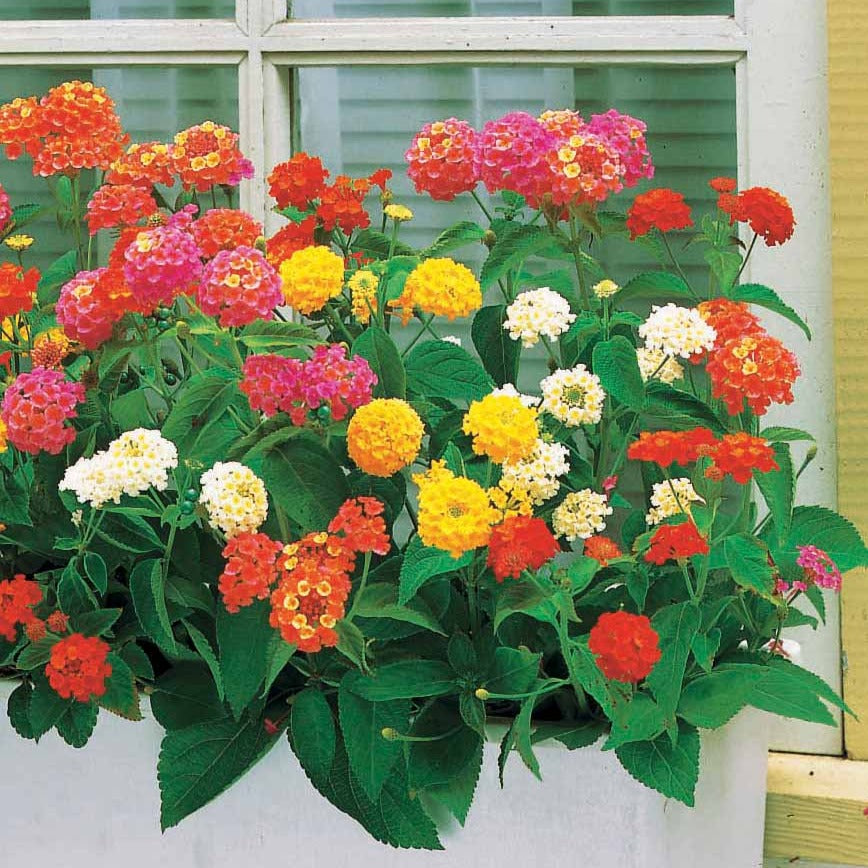 Wisselbloem Mix (x3) - Lantana camara - Bakker