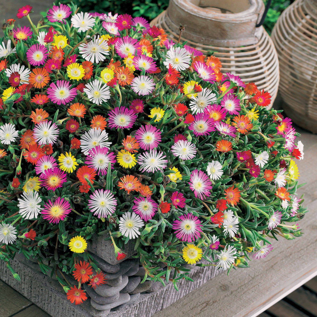 IJsbloem Mix (x3) - Bakker