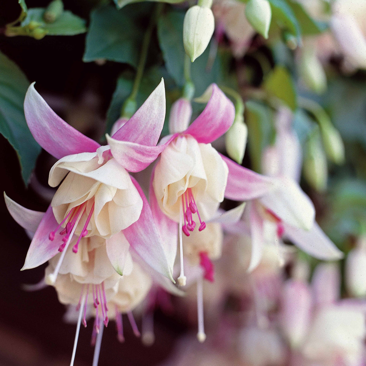 Fuchsia Mix 'Blue Sarah' + 'Annabel' - winterhard (x6) - Fuchsia Blue Sarah , Annabel - Bakker