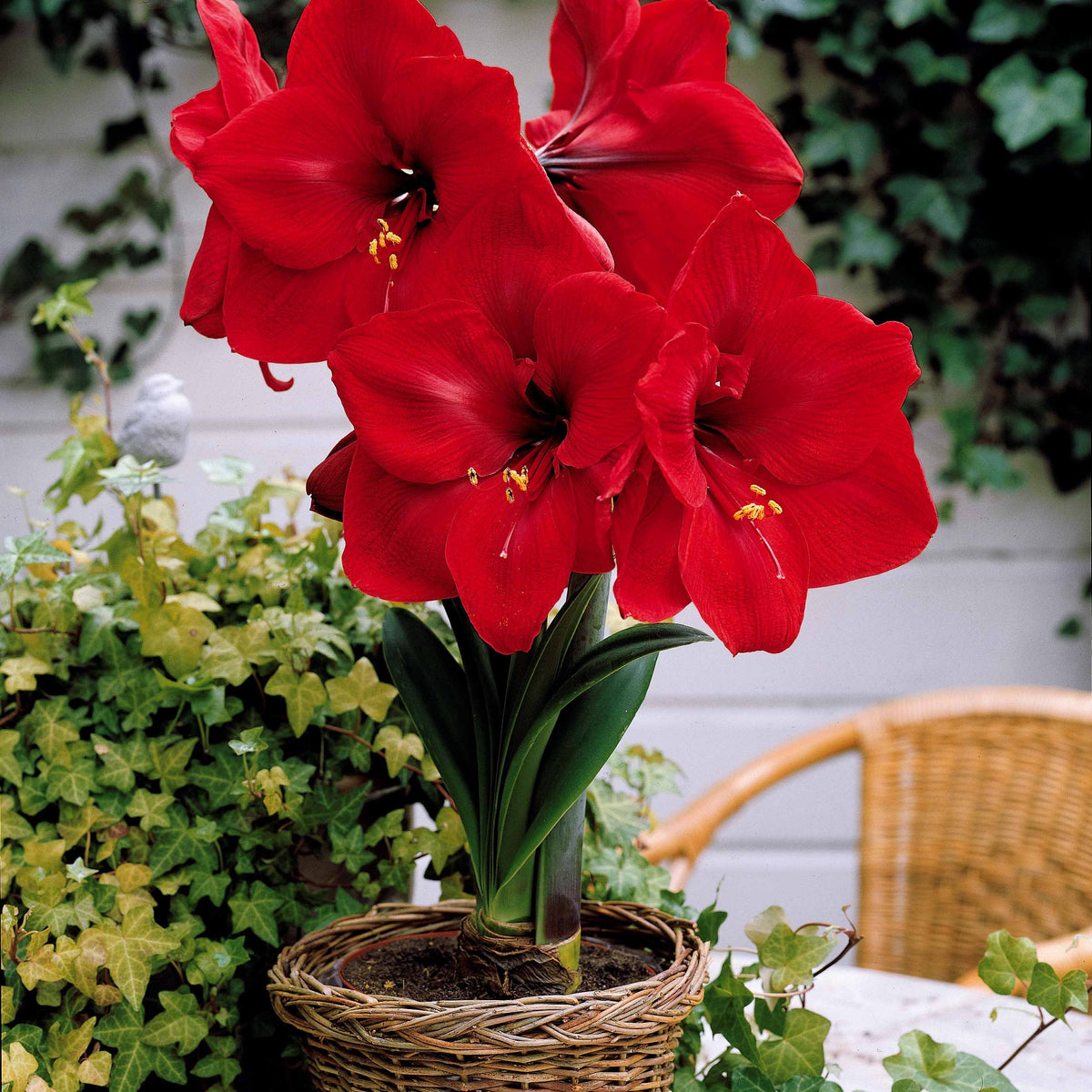 Dwergamaryllis Mix - Amaryllis Valencia, Angelique - Bakker