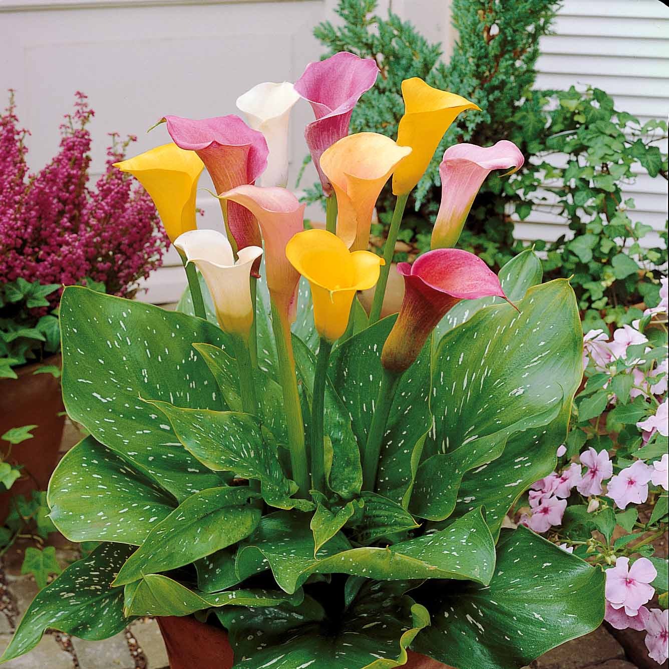 Calla Mix
