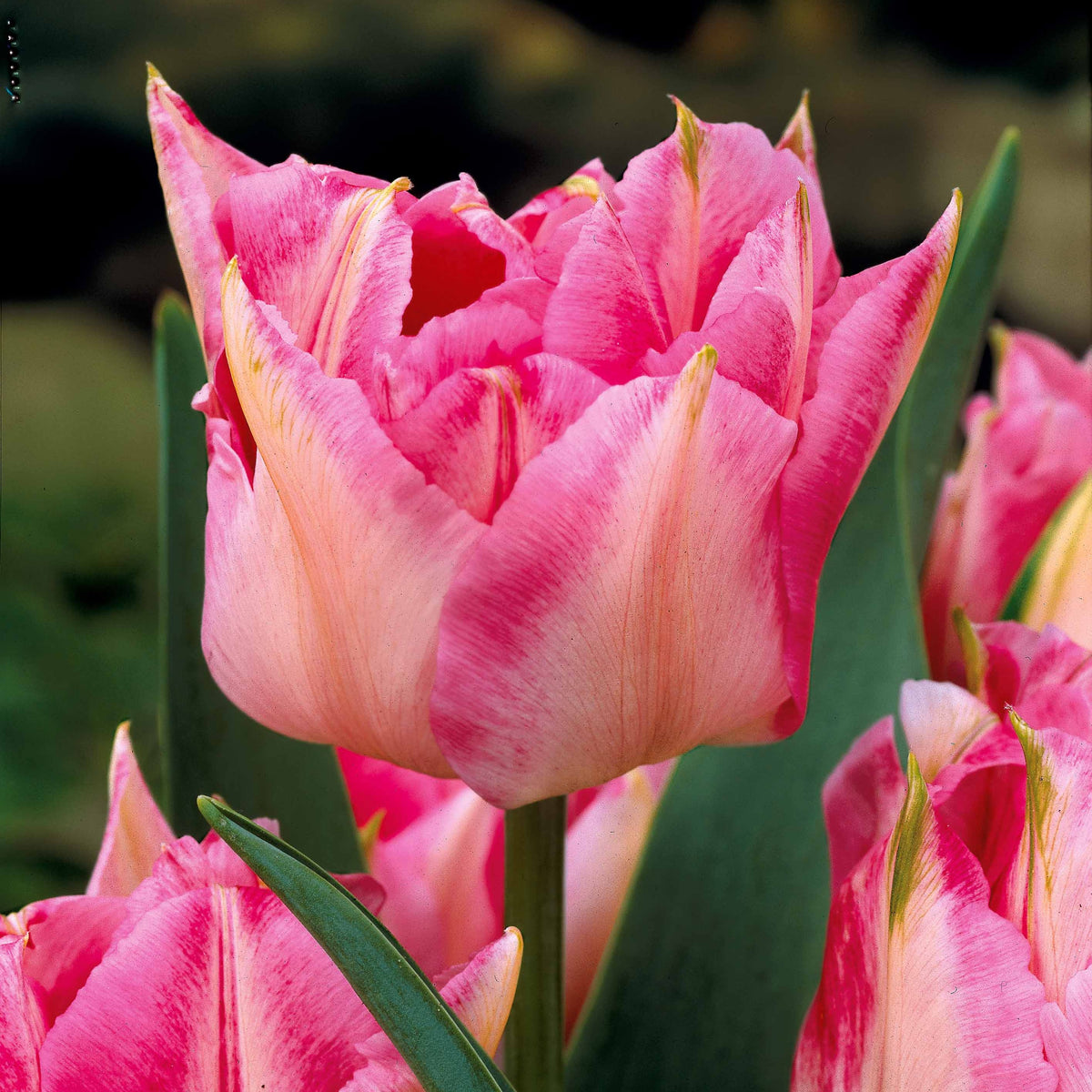 Tulpen - Dubbele Murillo Tulpen gemengd (x25) - Tulipa 'Columbus', 'Sunlover', 'Tabledance'