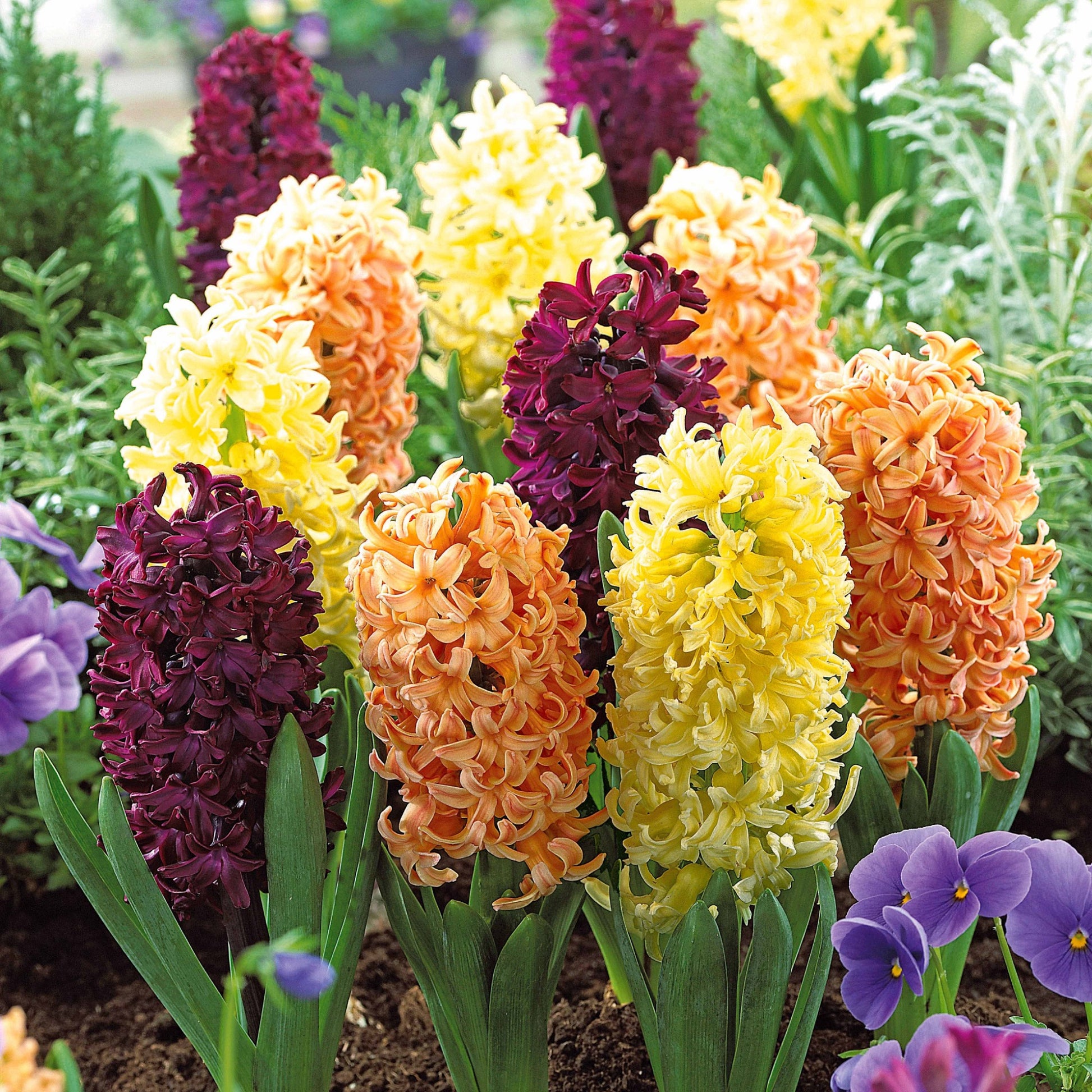 Hyacinthen Collectie: 'Gipsy Queen' + 'Woodstock' + 'City of Haarlem' (x9) - Bakker