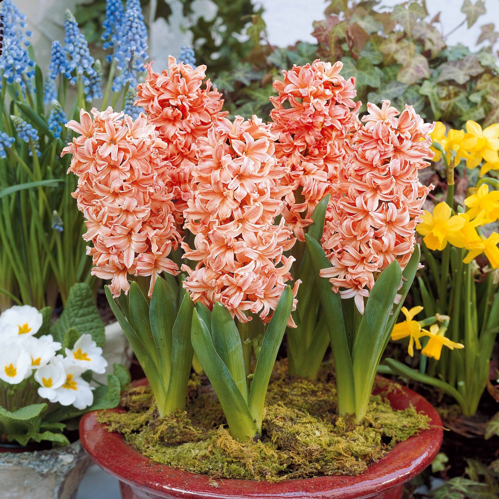 Hyacinthen Collectie: 'Gipsy Queen' + 'Woodstock' + 'City of Haarlem' (x9) - Hyacinthus 'Woodstock', 'Gipsy Queen', 'City of Haarlem' - Bakker