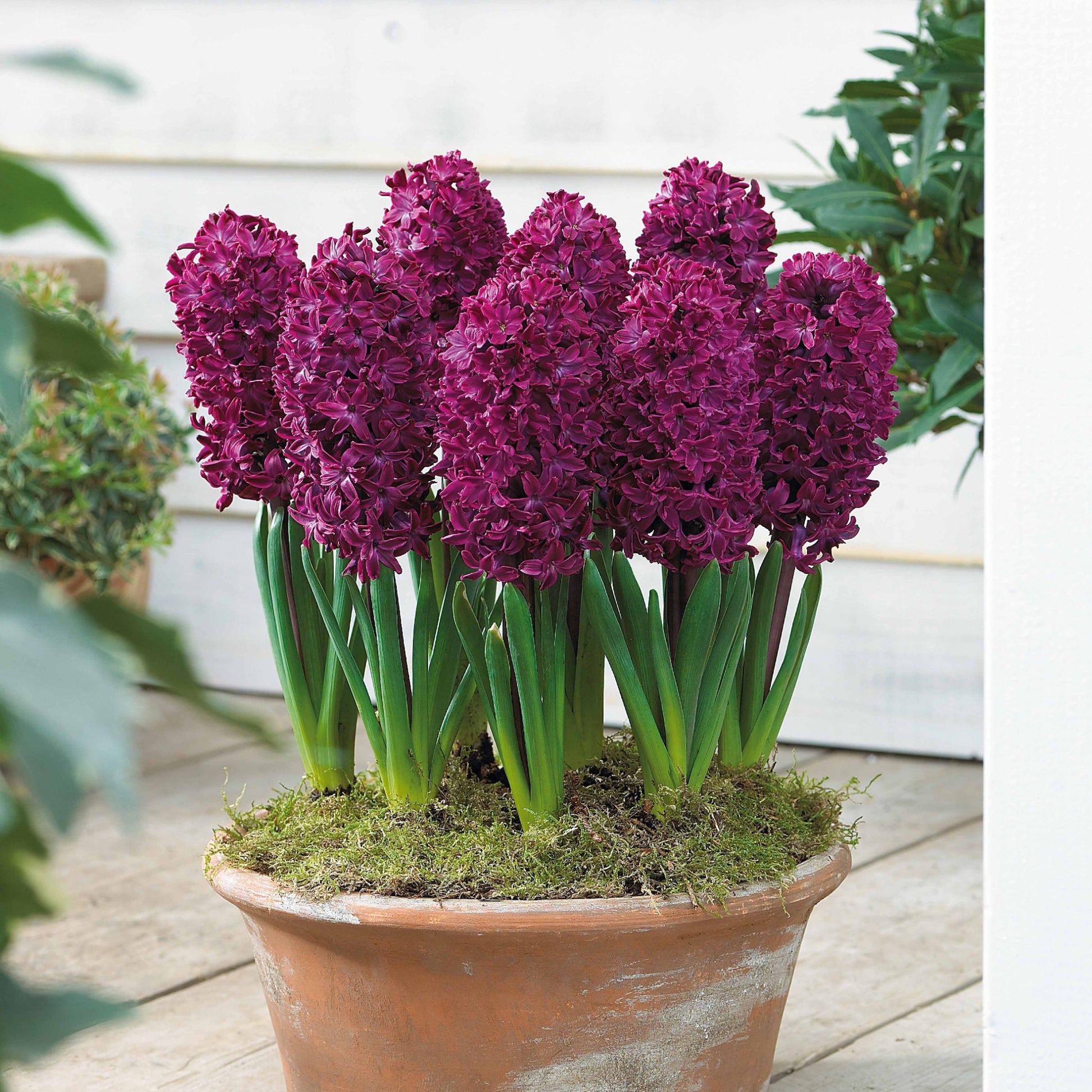 Hyacinthus 'Woodstock', 'Gipsy Queen', 'City of Haarlem' - Hyacinthen Collectie: 'Gipsy Queen' + 'Woodstock' + 'City of Haarlem' (x9) - Hyacint