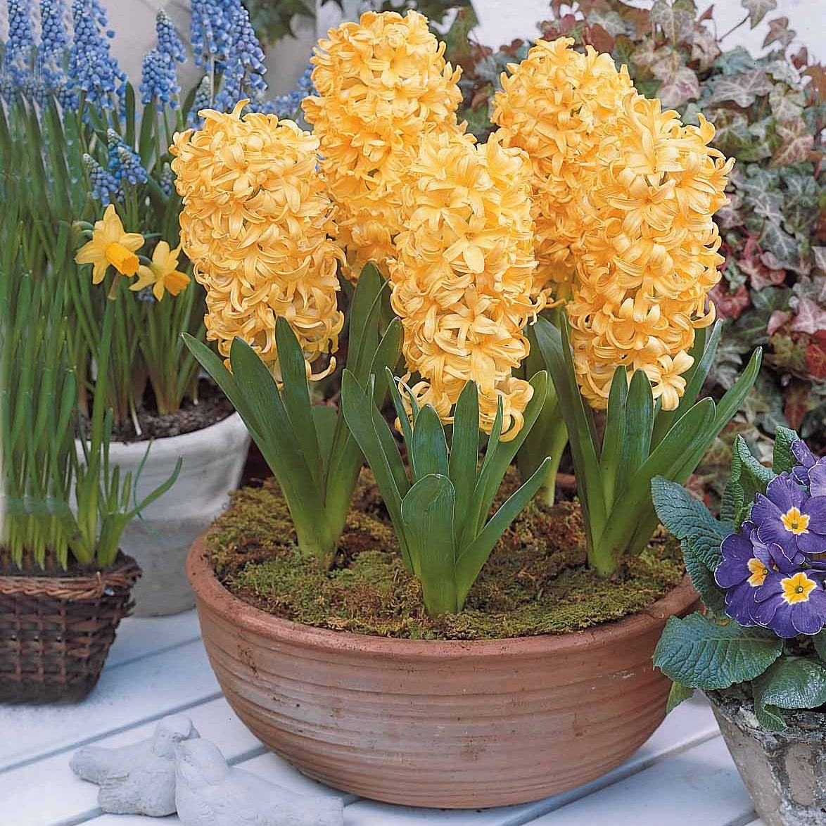 Hyacint - Hyacinthen Collectie: 'Gipsy Queen' + 'Woodstock' + 'City of Haarlem' (x9) - Hyacinthus 'Woodstock', 'Gipsy Queen', 'City of Haarlem'
