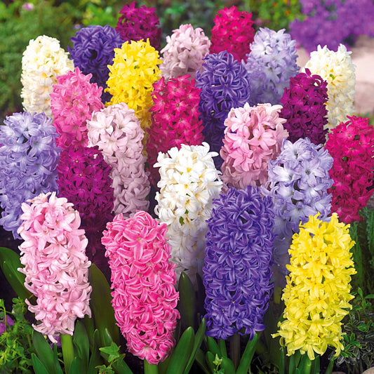 Hyacinthen gemengd - Hyacinthus - Hyacinten