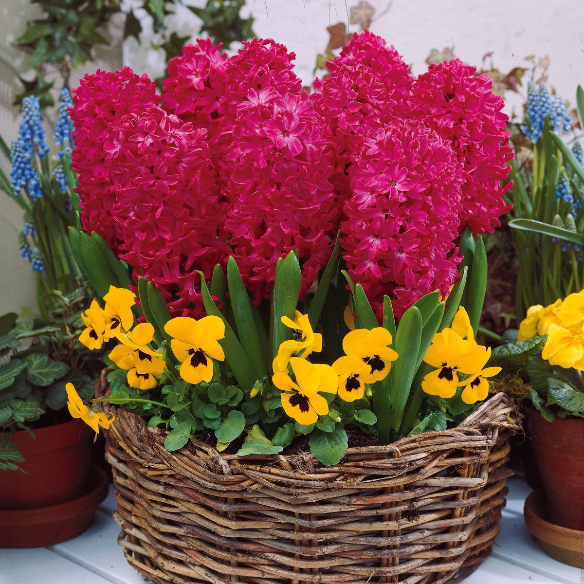 Hyacinthen Collectie: 'Ostara' + 'Jan Bos' + 'Carnegie' (x9) - Hyacinthus 'Delft Blue', 'Jan Bos', 'Carnegie' - Bakker