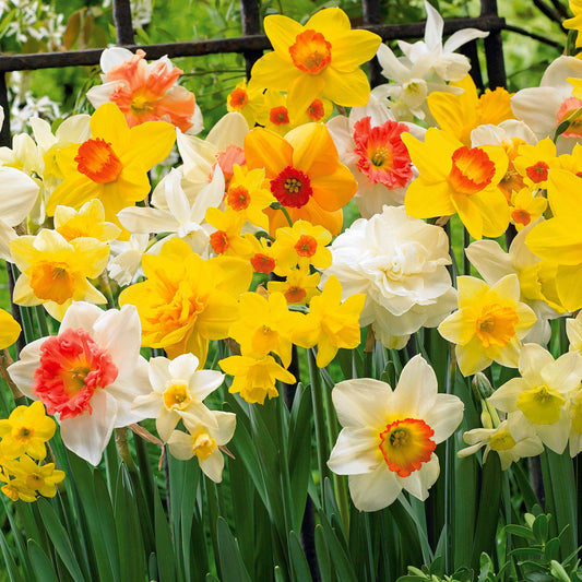 Narcissen gemengd - Bakker