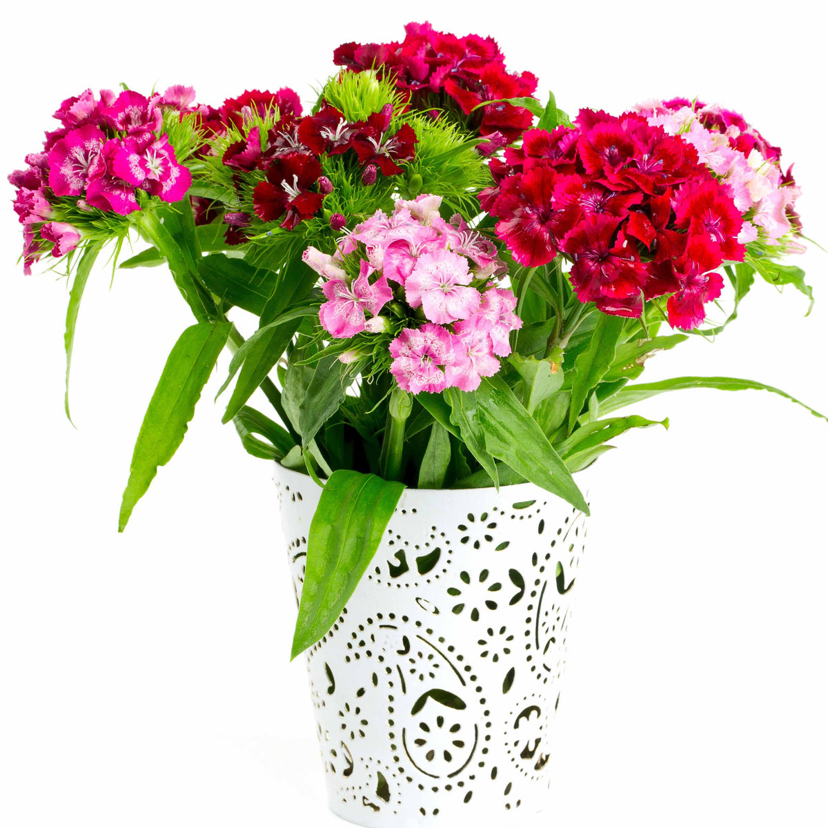 Anjers - Dianthus - Duizenschoon (x3) - Dianthus barbatus
