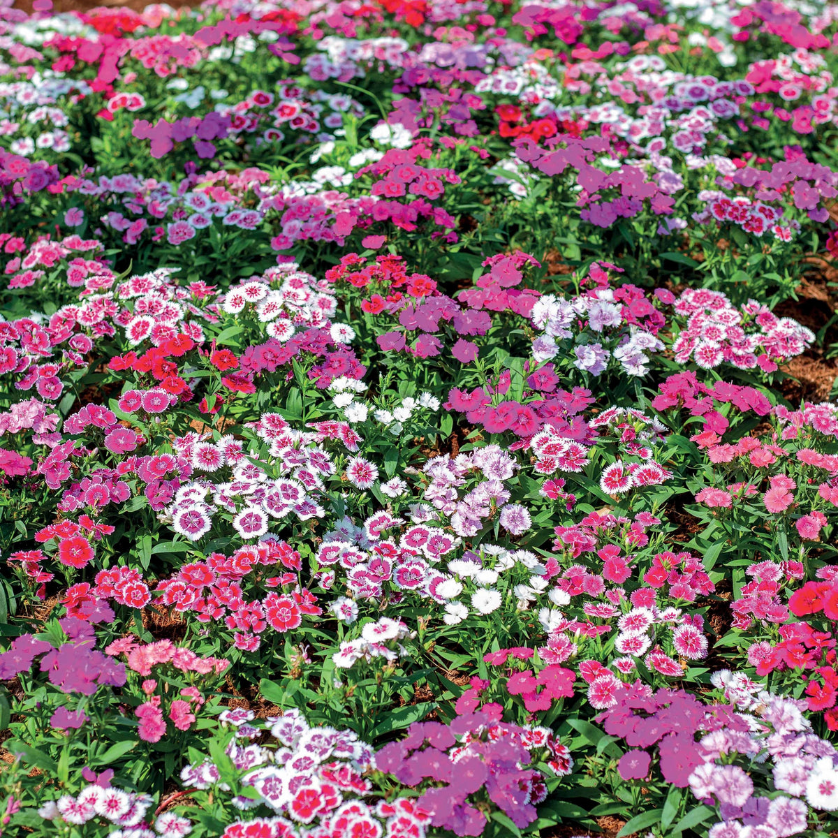 Duizenschoon (x3) - Dianthus barbatus - Bakker