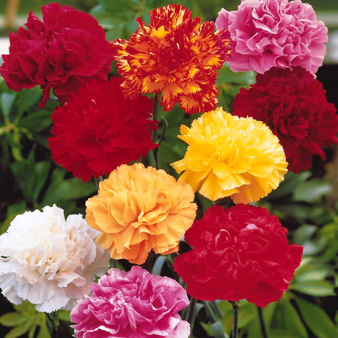 Tuinanjer 'Triomphe' (x6) - Dianthus caryophyllus triomphe - Bakker