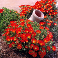 Verzameling van 6 ficoïden (geel + violet + rood) (x6) - Lampranthus aurantiacus - Vaste planten