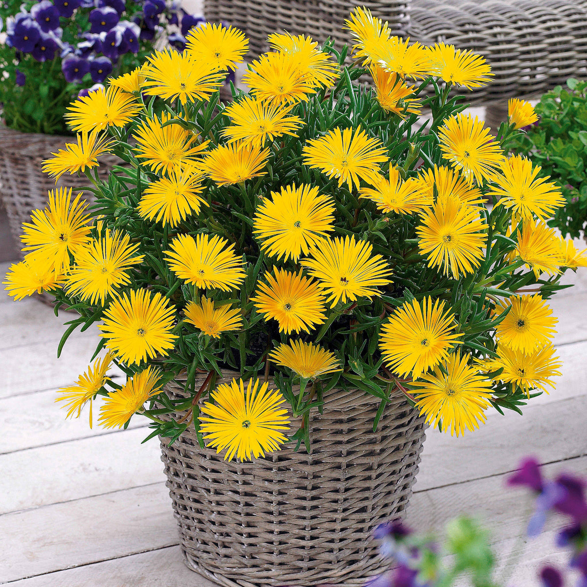 Vaste planten - Verzameling van 6 ficoïden (geel + violet + rood) (x6) - Lampranthus aurantiacus