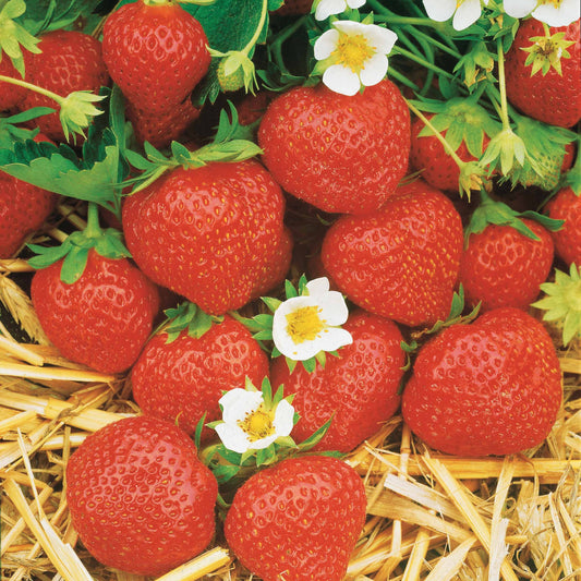 6 maanden collectie aardbeien: Mara des Bois, Maestro, Gariguette (x60) - Bakker
