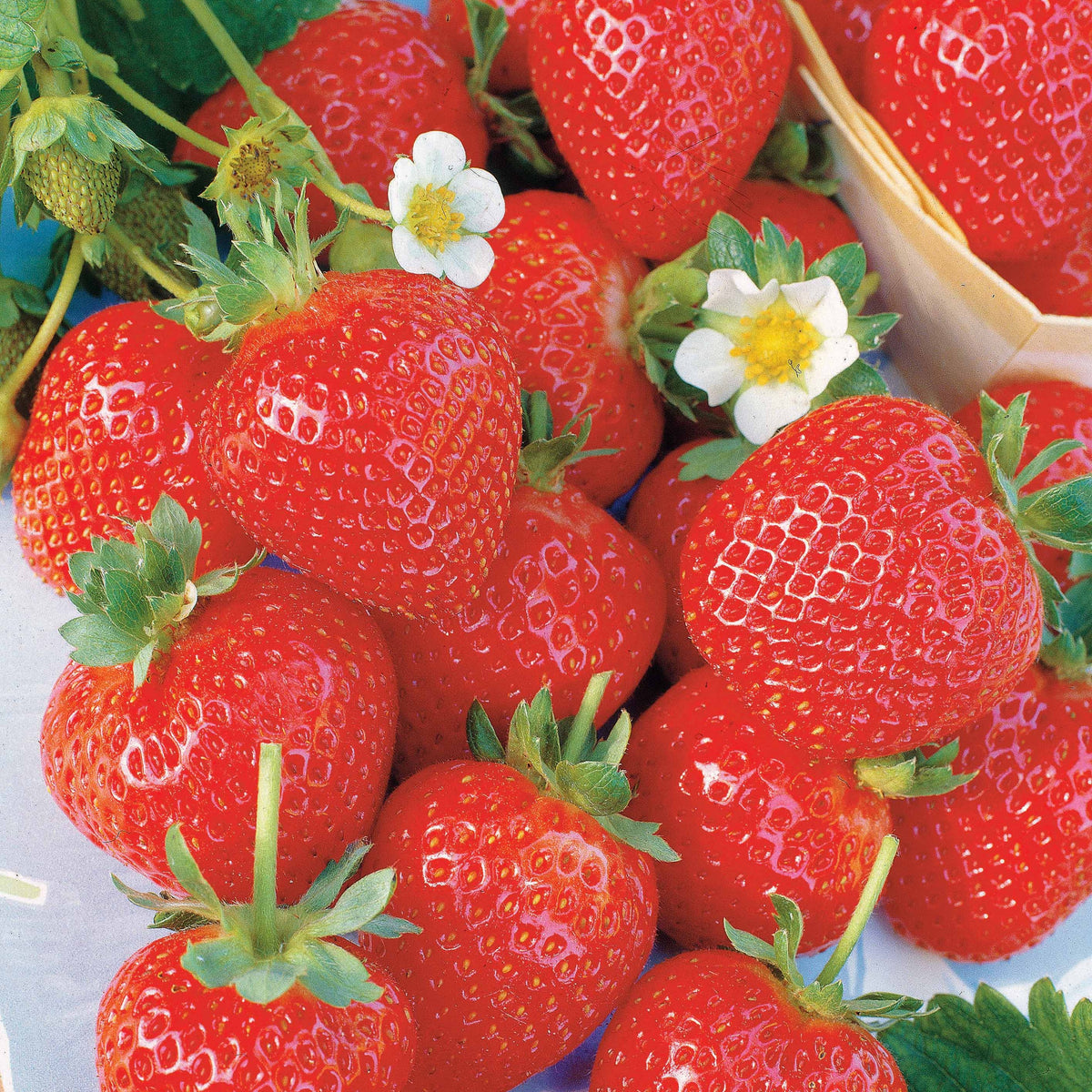 6 maanden collectie aardbeien: Savoureuse de Willemse, Mara des Bois, Gariguette (x60) - Bakker