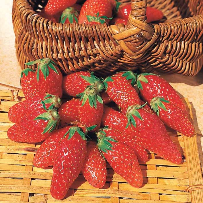 Fragaria la savoureuse de willemse cov ma48, mara - 6 maanden collectie aardbeien: Savoureuse de Willemse, Mara des Bois, Gariguette (x60) - Aardbei