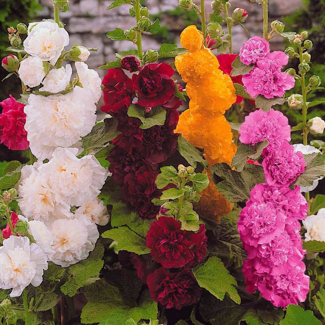 Stokroos Mix (x5) - Alcea rosea Charter's hybrid - Bakker