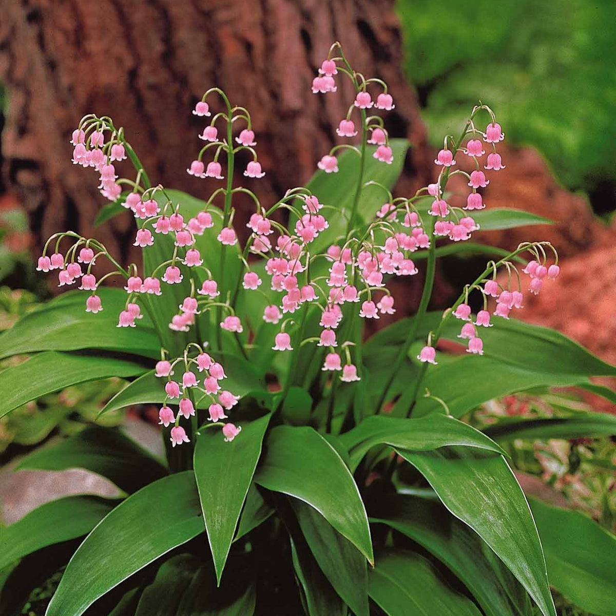 Verkoop Lelietjes-van-Dalen Mix (x9) - Convallaria majalis
