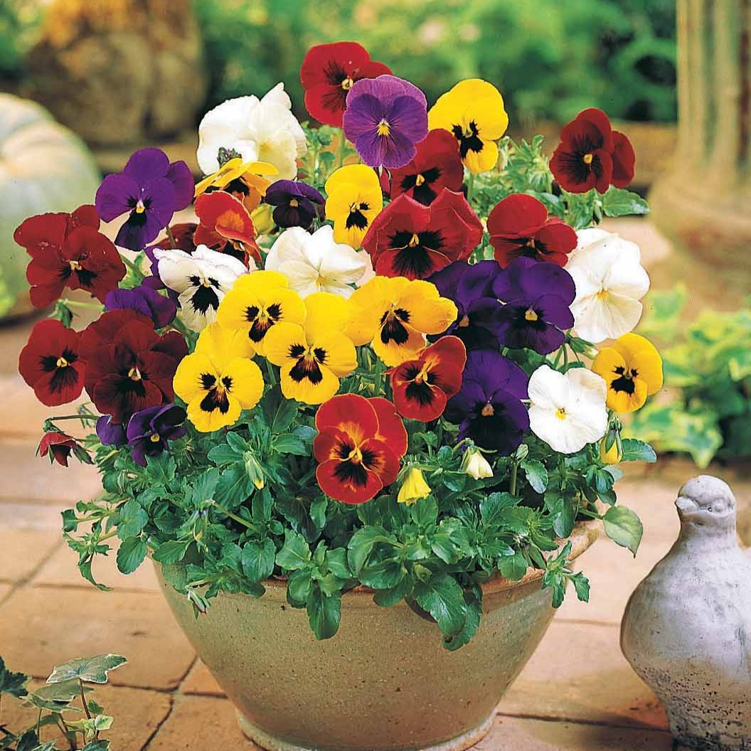 Zwitserse reuzenviooltjes in een mix (x3) - Viola x wittrockiana géantes de suisse - Bakker