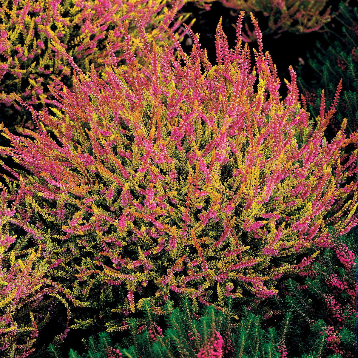 Verkoop Struikheide - rood + roze + geel (x6) - Calluna vulgaris