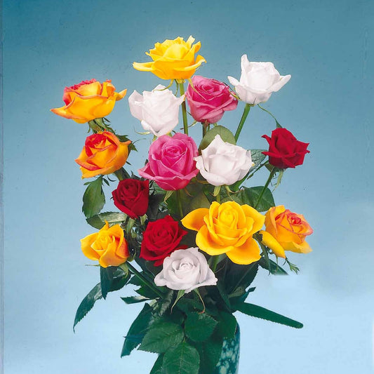 Snijroos Mix (x5) - Bakker