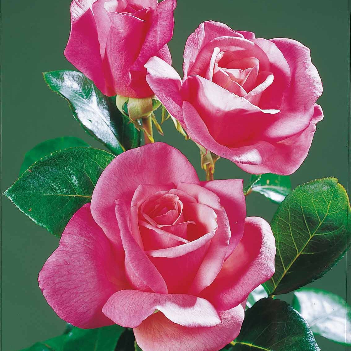 Verkoop Snijroos Mix (x5) - Rosa 'hadangel', 'oklahoma', 'pink perfume', 'oran