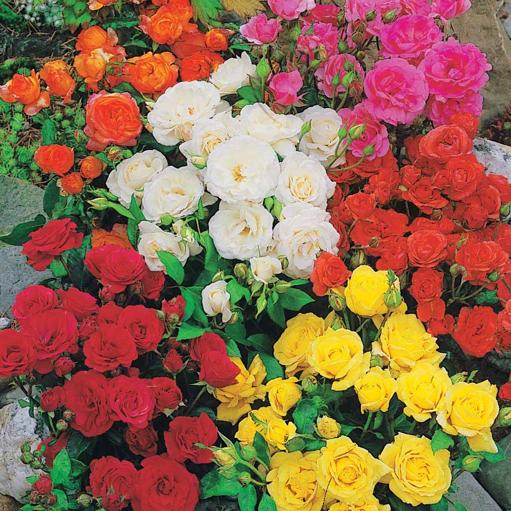 Perkrozen Mix (x10) - Rosa polyantha - Bakker