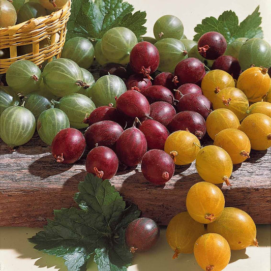 Kruisbes Mix 'Winhams Industry' + 'Anglaise Blanch' (x4) - Bakker