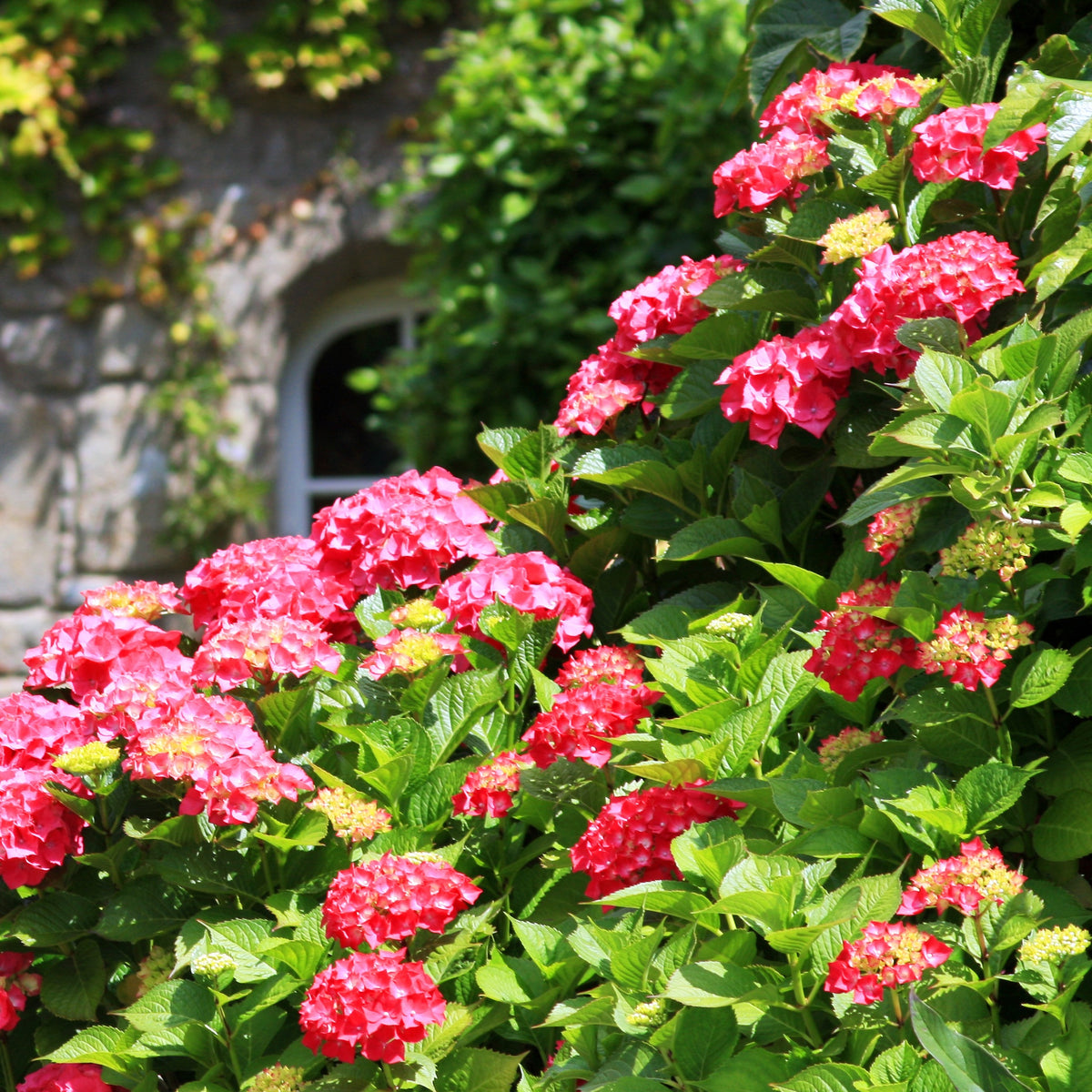 Hortensia Collectie: rood, blauw, roze (x3) - Hydrangea macrophylla - Bakker