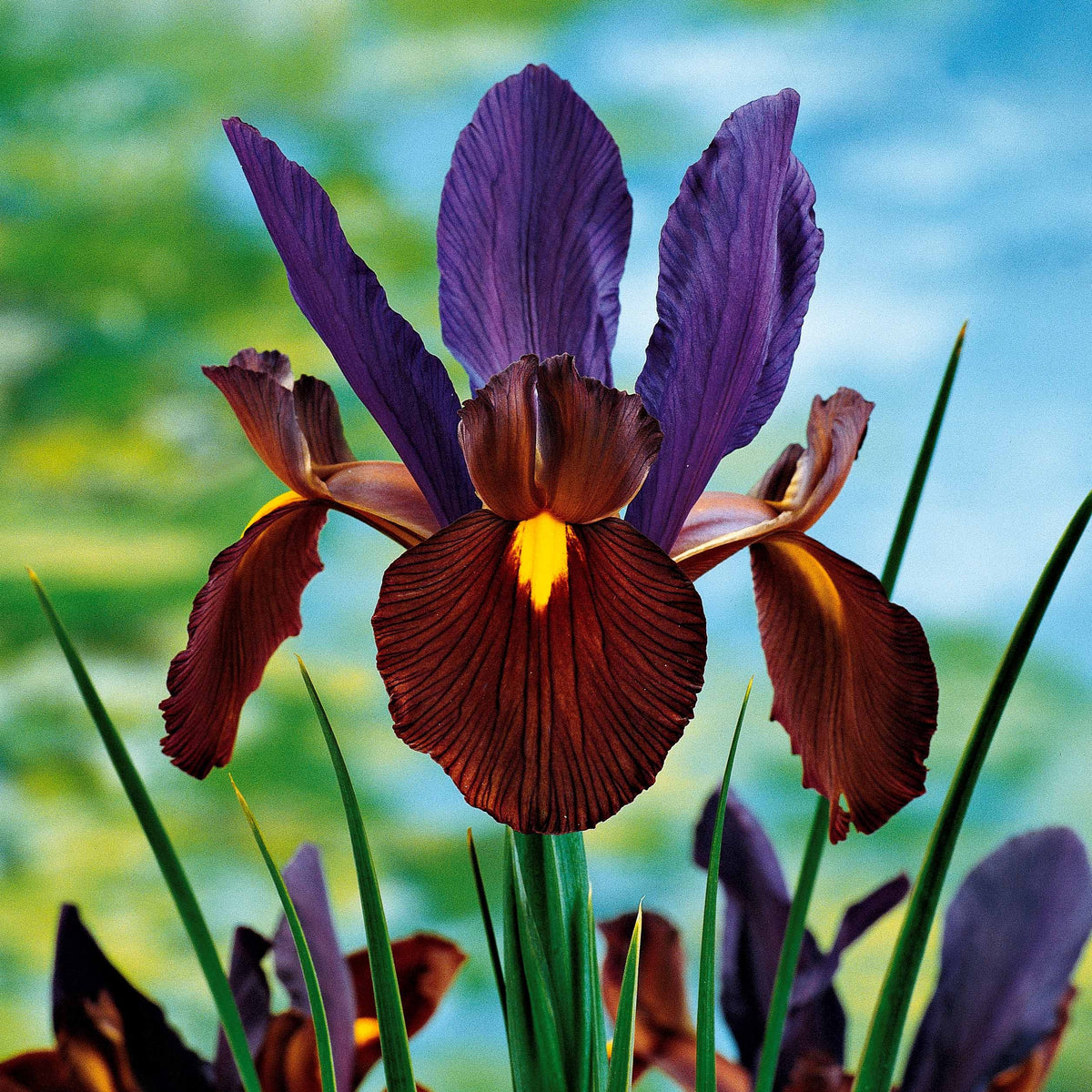 Hollandse Iris Mix (x40) - Iris hollandica frans hals, rosario, tiger eyes, b - Bakker