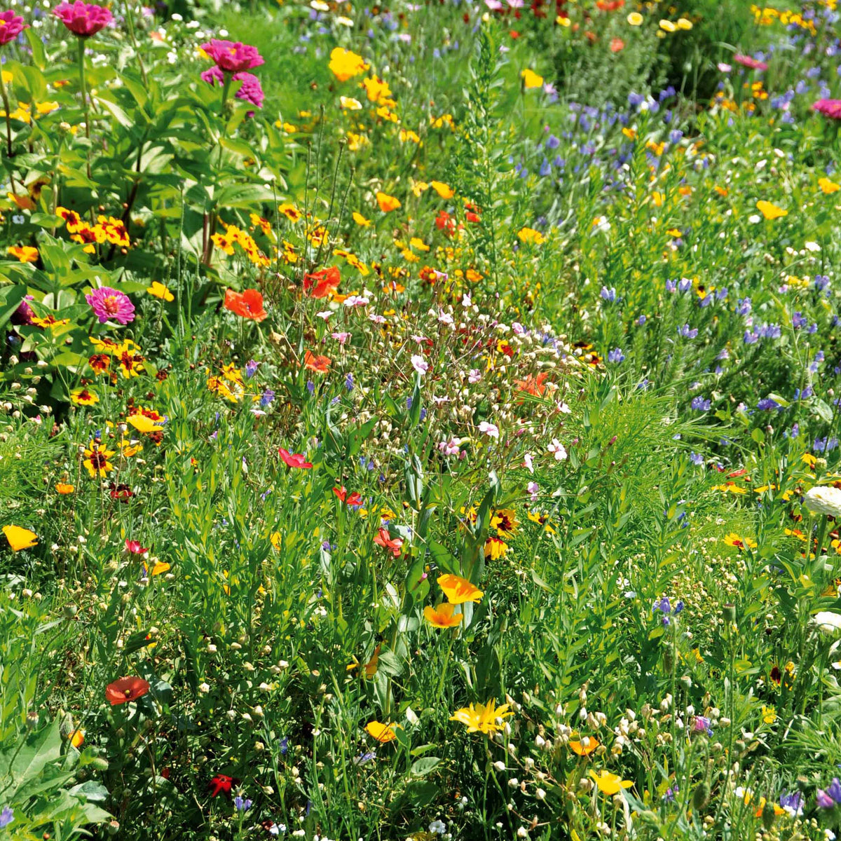 Bloemenmix 'Droogtetolerant' - - Bakker