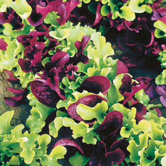 Sla Mix 'Kleinbladig' - Bakker