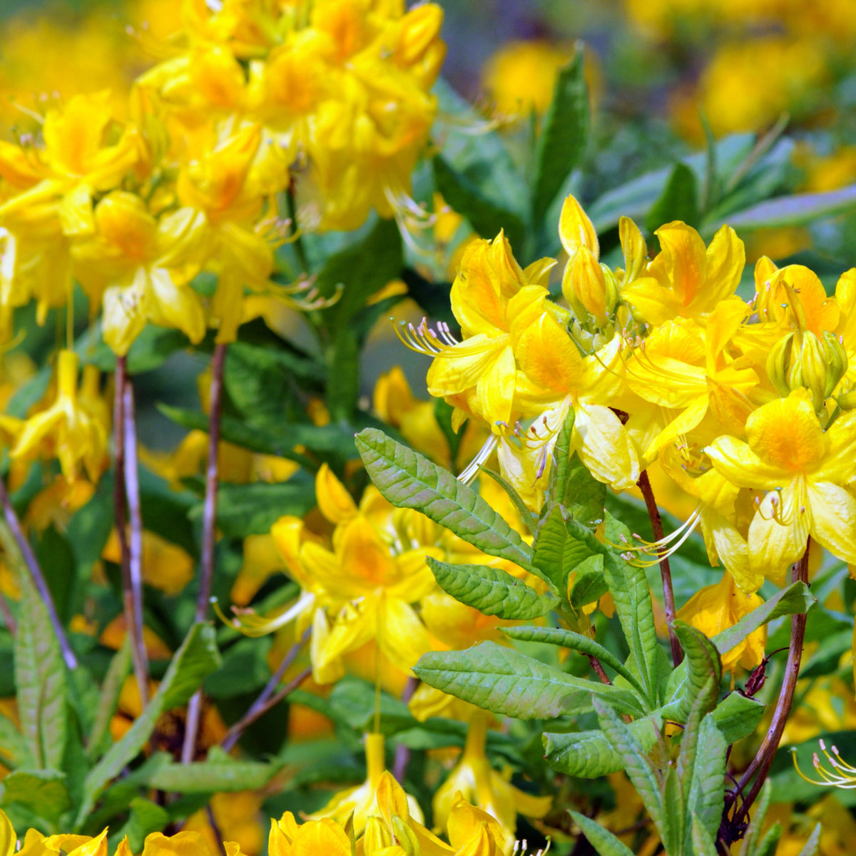 Azalea's - Azalea Mix - oranje + geel + wit - Rhododendron (Azalea) mollis