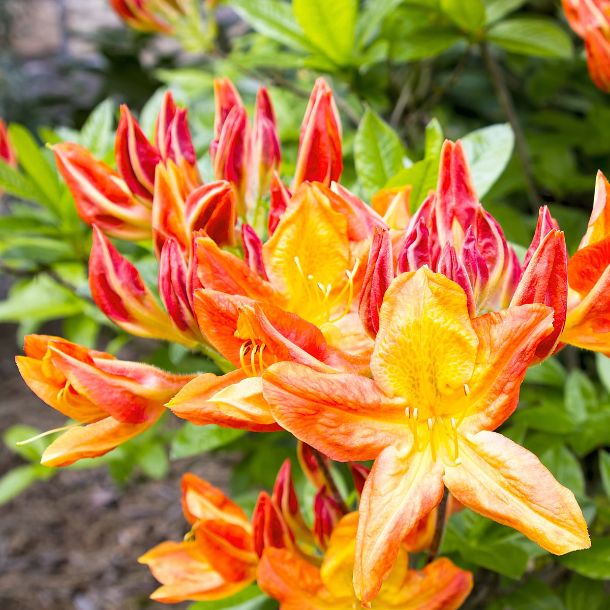 Rhododendron (Azalea) mollis - Azalea Mix - oranje + geel + wit - Azalea's