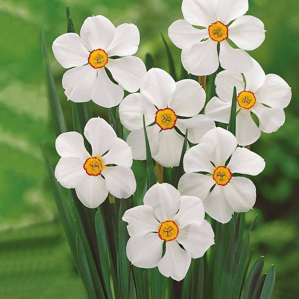 Narcissen - Maanden Narcissen collectie (x30) - Narcissus 'Fortune', 'Rijnveld Early Sensation', 'Actaea'