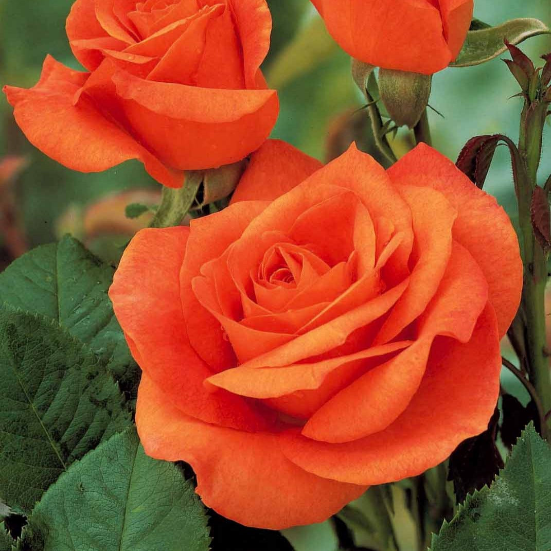 Rozenmix 'Onderhoudsvrij' (x3) - Rosa doris tysterman, nostalgie, barkarole - Bakker