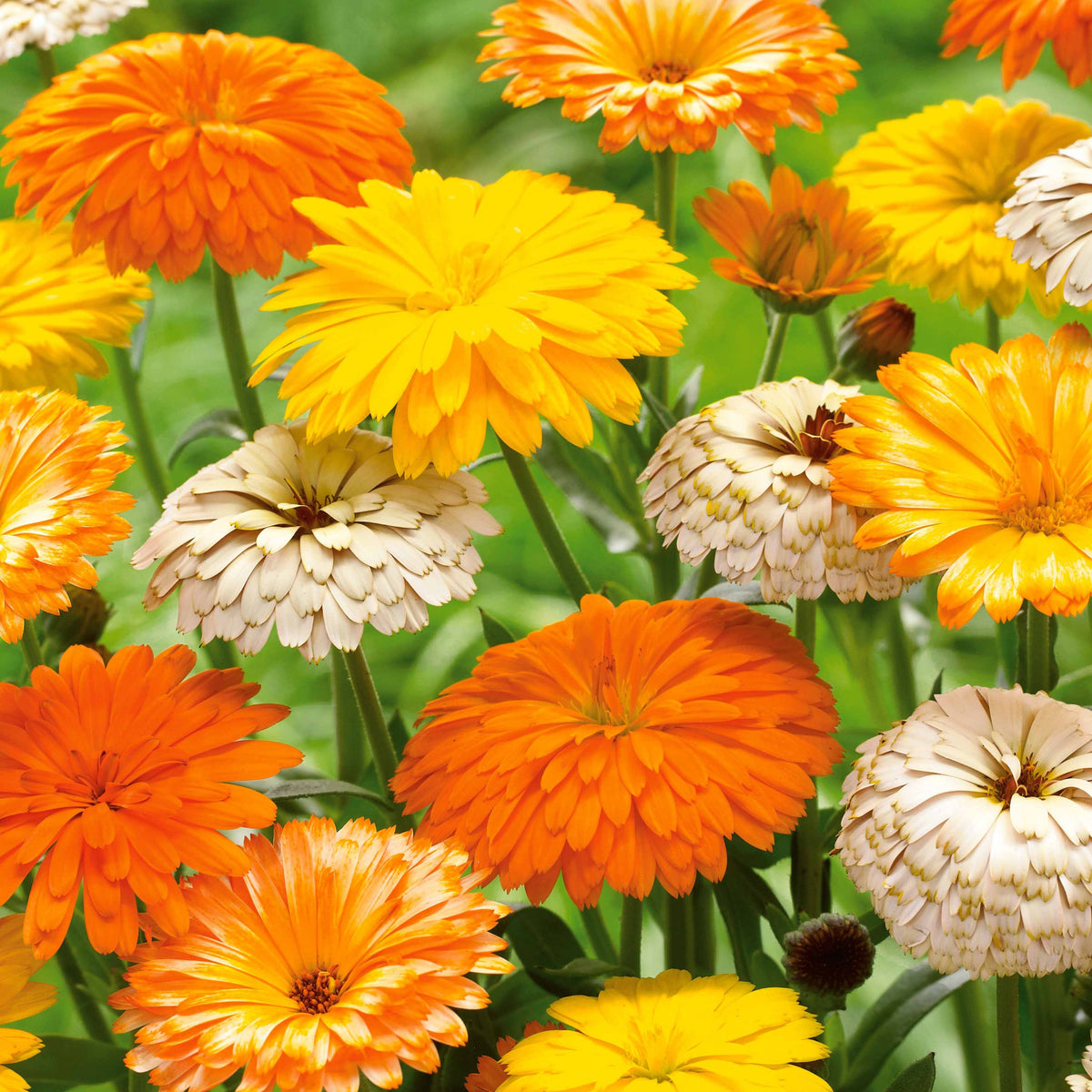 Goudsbloem Mix (x3) - Bakker
