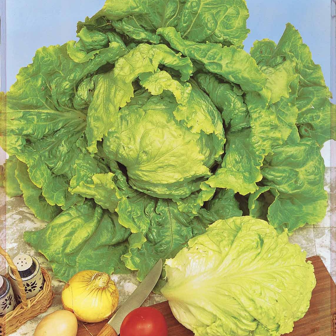 Coll. 3 salades assorties (pommant seule + appia + - Salade collectie: witlof, sla, batavia - Slazaden
