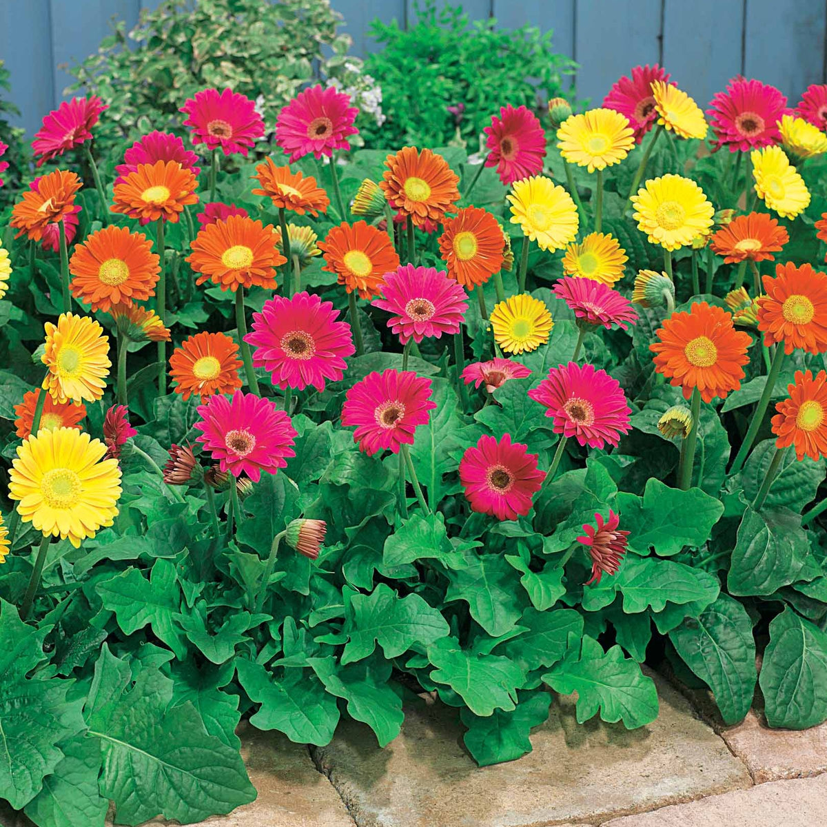 3 Garvineas (1 rood + 1 geel + 1 paars) - Bakker