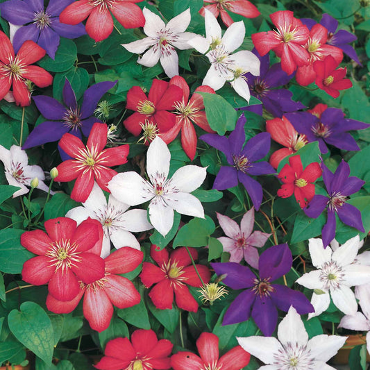 Clematis Collectie: Ville de Lyon, Miss Bateman Ville de Lyon, juffrouw Bateman, voorzitster (x3) - Bakker