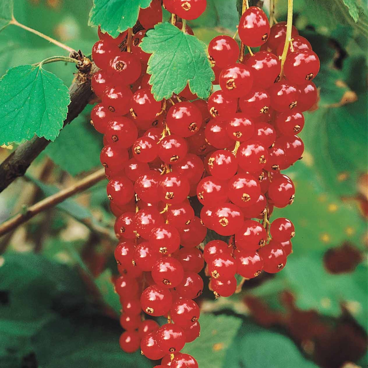 Collectie van zwarte bessen en kruisbessen (x4) - Ribes rubrum rovada, ribes nigrum neva chereshneva - Bakker